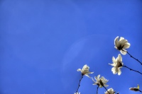 Blossom Blue Sky