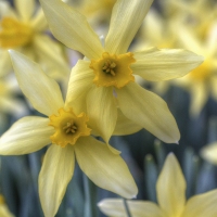 Daffs