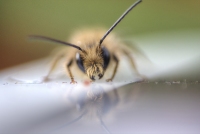 Fuzzy Fellow