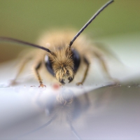 Fuzzy Fellow