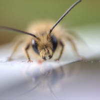 Fuzzy Fellow