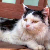 Cat Reclining on Porch