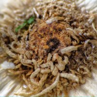 Allium Sativum