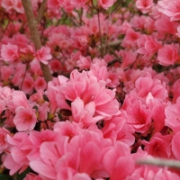 Pink & Proud