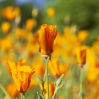 CA Poppies in NC