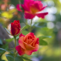 Ms Goldie's Rose Garden