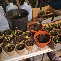 The Potting Table