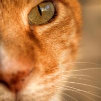Mr Bo Wrangles