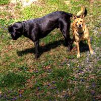 Obie & Cole