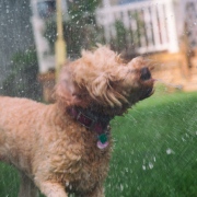 Dog Days
