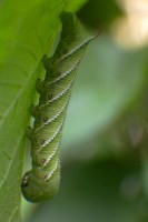 A Very Hungry Caterpillar