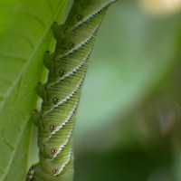 A Very Hungry Caterpillar