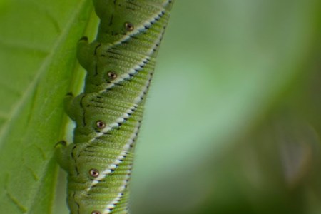 A Very Hungry Caterpillar