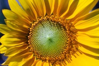 Sunshine Day