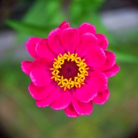 Zinnia