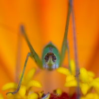 Garden Gremlin