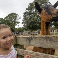 Down on the Farm