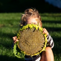 Harvesting the Seeds