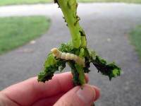 Tasty Grub