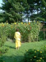 Sun Flowers