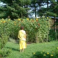 Sun Flowers