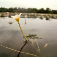 Wonder Weeds