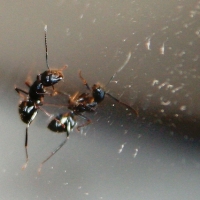 Antz