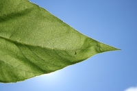 Flag Day