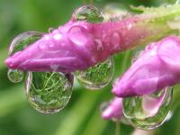 Bejewled