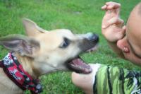 Cute Puppy