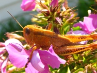 The Golden Grasshopper