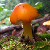 Maine Mushroom