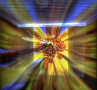 Screen Bee