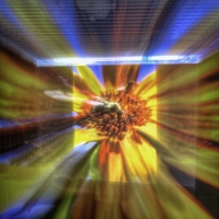Screen Bee