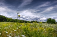 Field of Dreams