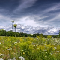 Field of Dreams