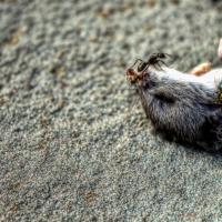 Squeak No More