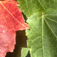 Fall For You