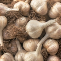 The Garlic