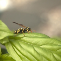 We All ♥ Basil