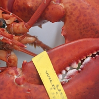Lobster