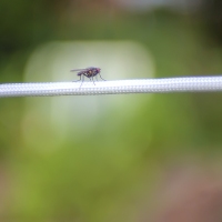 Fly by Wire