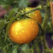 Solanum Lycopersicum