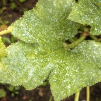 Pesky Powdery Mildew