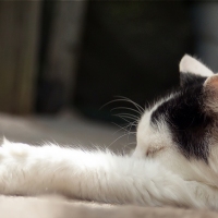 Cat Nap