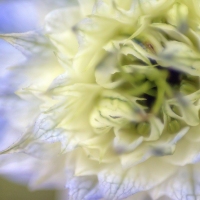 Sarlacc Flower