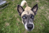 Day of the Dog