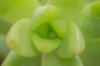 Succulent