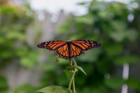 Garden Flyby