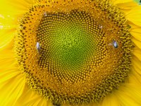 Here Comes the Sun